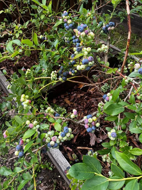 ✂️🍇Голубика: Секреты Обрезки и Ухода для… — фото 2