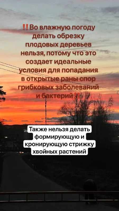 Комнатные растения — фото из ленты Академии ЛУ от 18 апреля 2026 г.