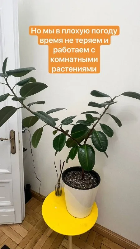 Запись на пересадку комнатных растений в к… — фото 2