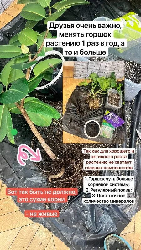 Запись на пересадку комнатных растений в к… — фото 3
