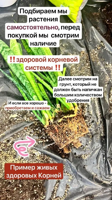 Запись на пересадку комнатных растений в к… — фото 4