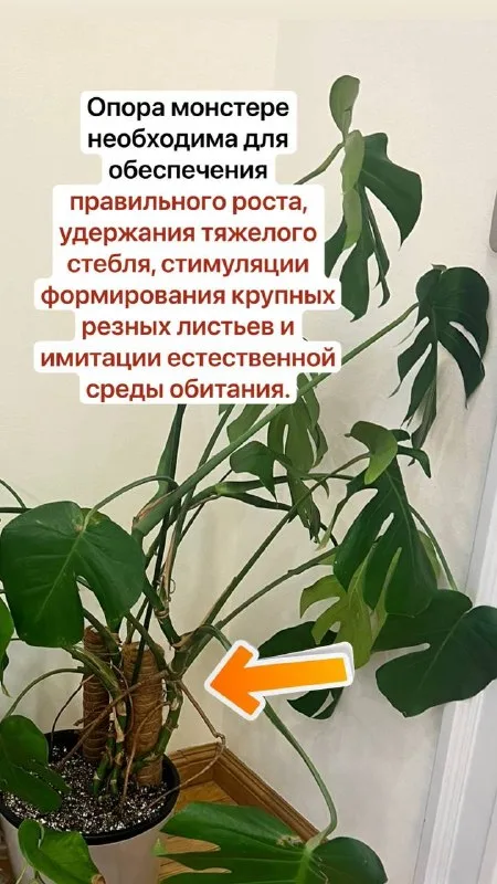Запись на пересадку комнатных растений в к… — фото 5