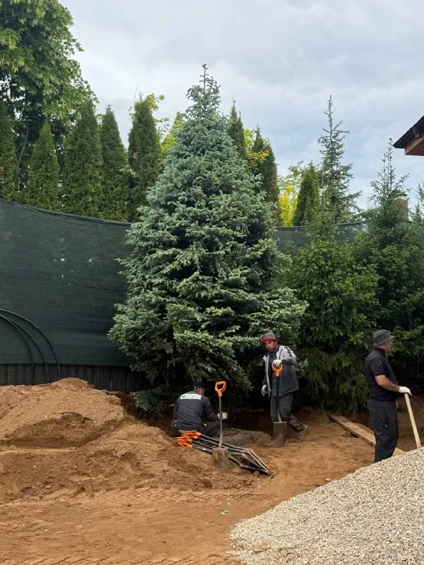 🌲🌲🌲Продолжаем работу, по созданию хвойн… — фото 3