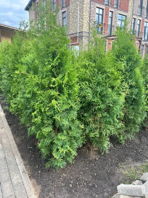 Ландшафтный дизайн — фото из ленты Академии ЛУ от 27 июня 2025 г.