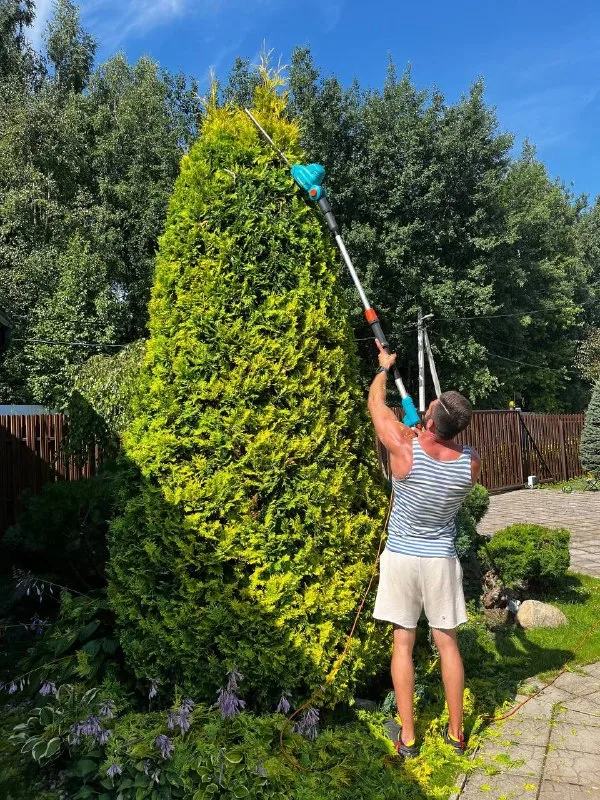 ✂️🍃🌳Топиарная стрижка (или просто топиар… — фото 2