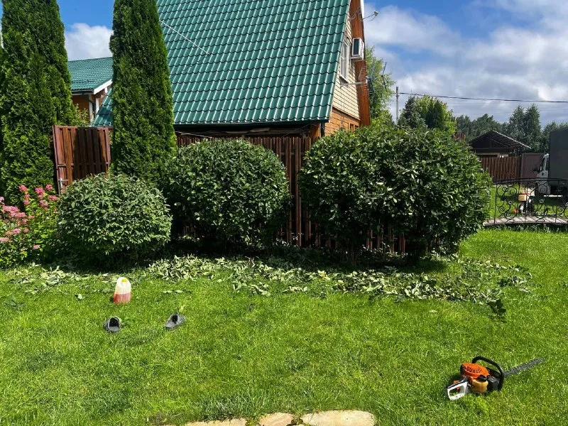 ✂️🍃🌳Топиарная стрижка (или просто топиар… — фото 3