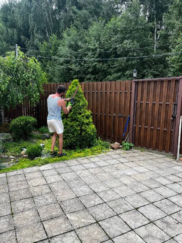 ✂️🍃🌳Топиарная стрижка (или просто топиар… — фото 5