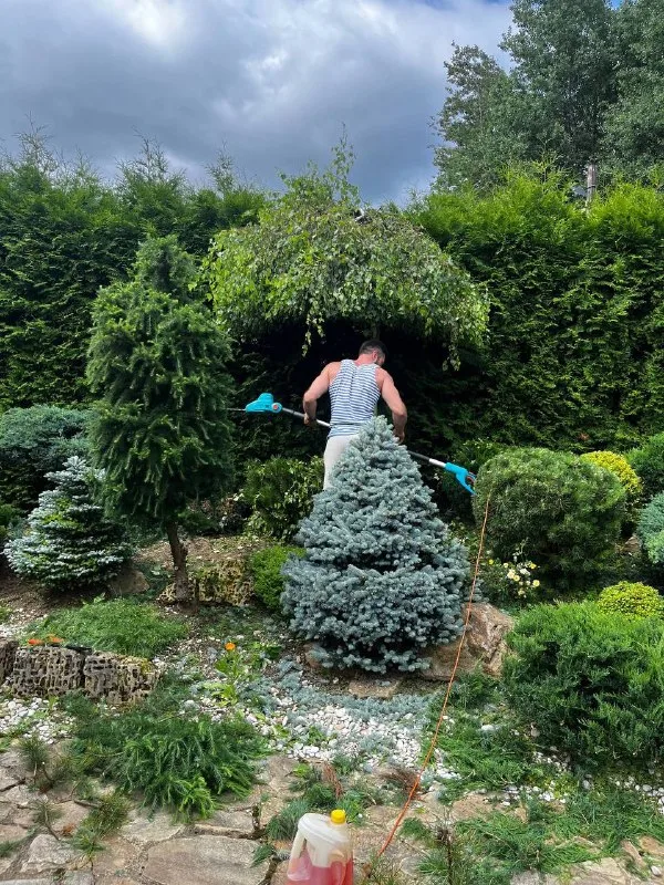 ✂️🍃🌳Топиарная стрижка (или просто топиар… — фото 6