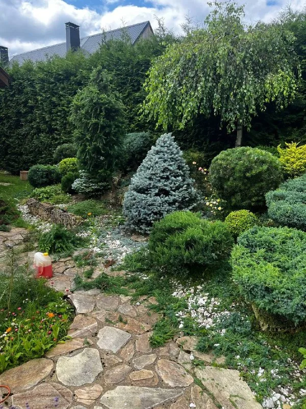 ✂️🍃🌳Топиарная стрижка (или просто топиар… — фото 8