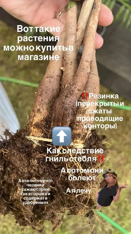 Уход за садом — свежая работа Академии ЛУ