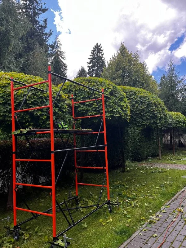 Топиарная стрижка(от лат. — фото 7